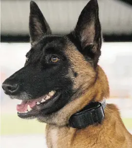  ?? MARK YUEN/VANCOUVER SUN ?? A Burnaby couple has filed an online petition to ban electronic shock collars as a method of training dogs. Jeff Lolacher is a certified profession­al dog trainer who advocates for the use of an e-collar for his dog training service.