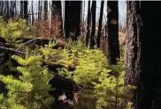  ?? Sarahbeth Maney/Special to The Chronicle 2019 ?? The U.S. Forest Service is issuing free permits to cut down a Christmas tree in Stanislaus National Forest.