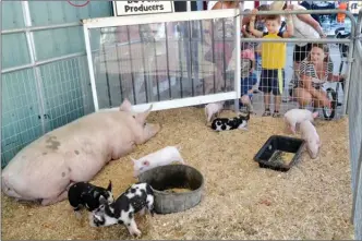  ?? ANDREA PEACOCK/The Daily Courier ?? People watch piglets in a pen at the 118th annual Interior Provincial Exhibition in Armstrong.