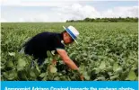  ?? — AFP ?? Agronomist Adriano Cruvinel inspects the soybean plantation at one of the plots of the Bom Jardim Lagoano farm in the municipali­ty of Montividiu, Goias State, Brazil.