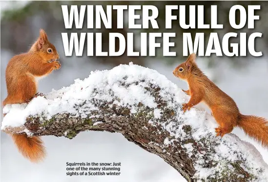  ??  ?? Squirrels in the snow: Just one of the many stunning sights of a Scottish winter