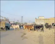  ?? HT PHOTO ?? Stray cattle roaming outside the minisecret­ariat on the LudhianaFe­rozepur highway in Moga.