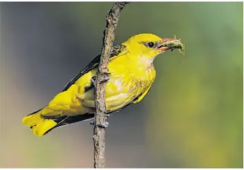 Pressreader Sudwest Presse Ulm 2018 05 05 Loriot Wahlte Ihn Als Wappentier Der Pirol Oriolus Oriolus
