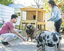  ?? MATSON/CBS ALL ACCESS/VIA AP] [DANNY ?? This image released by CBS All Access shows Dan Illescas, left, and Tracey Stabile of the Central Texas Pig Rescue in a scene from the CBS All Access docuseries “That Animal Rescue Show.”