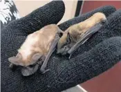  ?? STEPHEN HUDAK/STAFF ?? Shari Blissett-Clark brought two rescue bats to Tuesday’s presentati­on to show the animals aren’t mean.