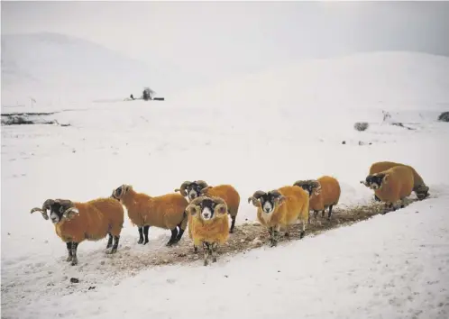  ??  ?? Hardy sheep stand out against the snow in their field near Thornhill in Dumfries and Galloway yesterday