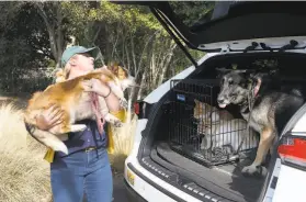  ?? Paul Chinn / The Chronicle ?? Laura Morales loads corgi Charlie, German shepherd Mia and cats Timmy and Buster as her family prepares to flee Healdsburg.