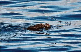  ?? Mark Woodward/Native Santa Cruz ?? The sea otter known as 841, which has become famous for taking over surfboards in Santa Cruz, now has a pup. Here, she is seen in Santa Cruz on Tuesday.