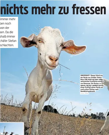 abgegrast