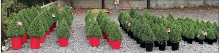  ??  ?? Rosemary plants trained into topiary shapes are a common offering at garden centers near Christmas, but the plants in little pots struggle to survive outdoors in the winter, and they also struggle to survive indoors.