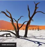  ??  ?? STARK SOSSUSVLEI