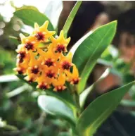  ??  ?? The beautiful Hoya multiflora in full bloom.