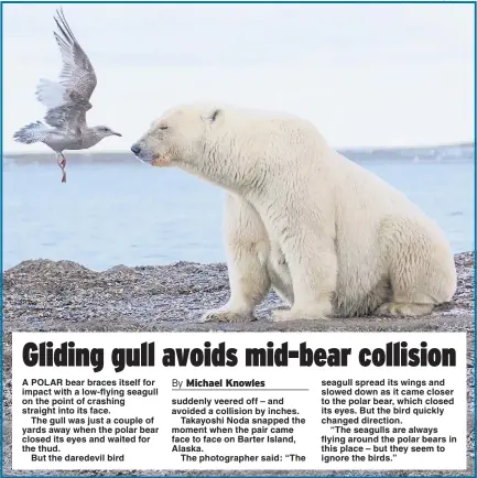  ?? Picture: TAKAYOSHI NODA / SOLENT ?? A POLAR bear braces itself for impact with a low-flying seagull on the point of crashing straight into its face.
The gull was just a couple of yards away when the polar bear closed its eyes and waited for the thud.
But the daredevil bird seagull...