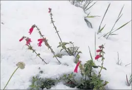  ??  ?? WET WEATHER hitting the mountains of the north is crucial to building snowpack, but an uneven mix of rain and snow could send water straight into the sea.