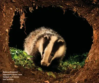  ?? ?? Natural England approved seven new badger cull zones last autumn
At up to 27m long and weighing almost 80 tonnes, the fin is the second largest species of animal on Earth after the blue whale. It consumes nearly 2 tonnes of food daily.
