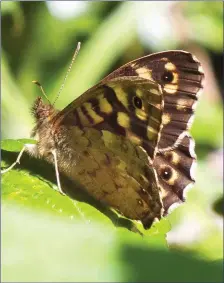  ??  ?? The Speckled Wood is a very common woodland butterfly with dark brown wings speckled with creamy spots.