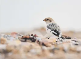  ??  ?? Snow bunting ©Bob Eade Sussex Wildlife Trust