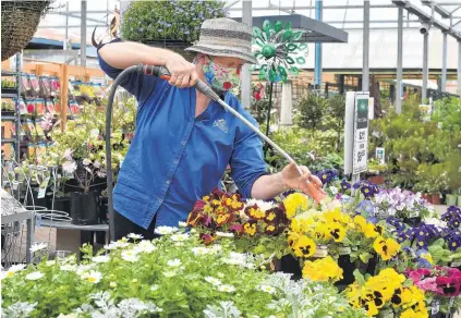  ?? PHOTO: GREGOR RICHARDSON ?? Springing into action . . . Making sure the plants are well watered ahead of the first day back in Alert Level 2 is Nichol’s Garden Centre worker KerryAnne Smith, in Dunedin yesterday.