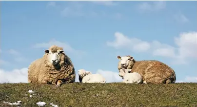  ?? FOTO:HILKE SEGBERS ?? Viel Platz braucht, wer Schafe halten will. Möglich ist dies wohl nur im ländlichen Raum, wo potenziell­e Hobby-Schäfer gleichwohl die Rechtslage beachten müssen: In reinen Wohngebiet­en jedenfalls ist es kaum möglich, Nutztiere im eigenen Garten zu...