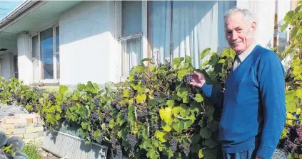  ?? PHOTOS: GILLIAN VINE ?? Homegrown . . . Milton man Colin Weatherall by the 30m grapevine he grew from a cutting.