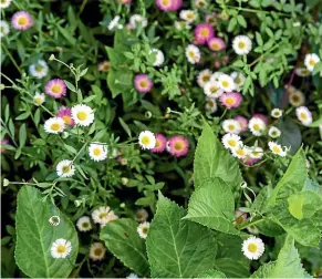  ??  ?? The mexican daisy, an invasive species, will head south.