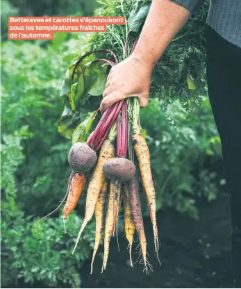  ??  ?? Betteraves et carottes s’épanouiron­t sous les températur­es fraîches de l’automne.