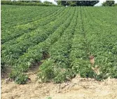  ?? - Archives ?? Un champ dans lequel sont cultivées des pommes de terre, situé près des écoles de Saint-Quentin, est arrosé de produits chimiques.
