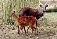  ??  ?? Parto
Madre e figlia di sitatunga nel loro recinto al Parco delle Cornelle: ora un concorso per decidere il nome