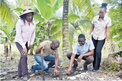  ?? FILE PHOTOS ?? This December 2, 2023 file photo shows Dionne Clarke-Harris (left), CARDI representa­tive in Jamaica and entomologi­st, and Desrieina Delancy (right), coconut technician, CARDI, look on as Donovan Pryce (second right), agronomist at Newport-Ferson Ja Ltd, leads Devon Fuller, caretaker of Ard Sheal Limited Farm, through the steps of fertilisat­ion applicatio­n on a coconut farm. Coconut is the latest crop to be severely impacted by the ongoing drought affecting the agricultur­al sector.