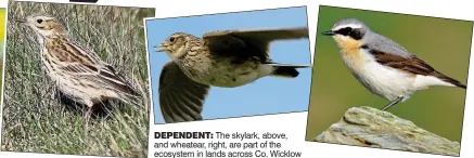  ??  ?? DEPENDENT: The skylark, above, and wheatear, right, are part of the ecosystem in lands across Co. Wicklow