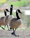  ?? PHOTO: WARWICK SMITH/STUFF ?? Canada geese at Palmerston North’s Hokowhitu Lagoon were culled this week.