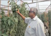  ??  ?? Valayadam checks on his green peppers growing in the tunnel.