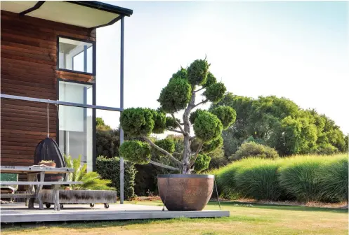  ??  ?? ABOVE / Miscanthus grasses around the main lawn at the northwest corner of the house; a cloud-pruned Juniper ‘Kaizuka’ in the massive container on the terrace.