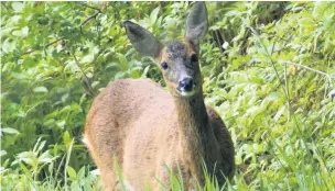  ??  ?? Deer can jump fences from a standing start