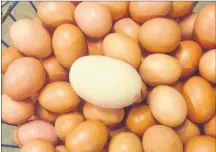  ?? DESIREE ANSTEY/ JOURNAL PIONEER ?? The rare egg is three times larger than the usual. “I’ve heard of this before, but this is the first time I have ever seen it,” said Sally Bernard, owner of Barnyard Organics in North Freetown.