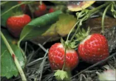  ?? PAT WELLENBACH — THE ASSOCIATED PRESS FILE ?? This file photo shows strawberri­es as they are picked from the patch at Popp’s pick-your-own farm in Dresden, Maine. Trimming the roots and then setting a strawberry plant in the ground with just the upper part of its crown, the knob where leaves are...