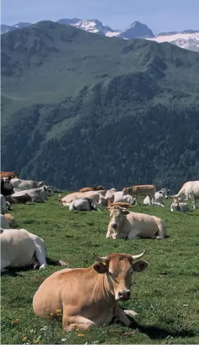  ??  ?? Troupeau de vaches à l’alpage à Superbagnè­res.