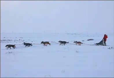  ?? Photo by Megan Gannon ?? LOPING TEAM— Keane Richards and his 10-dog team are moving fast during the Nome Kennel Club dog race.