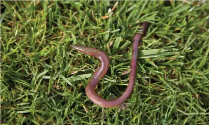  ??  ?? If the needs of earthworms are met, the land becomes, as if by magic, more fertile. Photograph:scorpion56/Getty Images/iStockphot­o