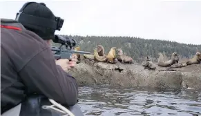  ??  ?? Martin Haulena, head veterinari­an of the Vancouver AĔuarium and Ocean Ǻise, takes aim to sedate a Steller sea lion near Fanny Bay last Saturday, Before efforts to free it from a nylon rope.