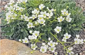  ?? Pictures: ALAMY ?? ORNATE: Saxifraga “Tumbling Waters” are small but beautifull­y formed