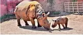  ??  ?? Baby rhino Nanda with her mother Saraswati at the Nehru Zoological Park.