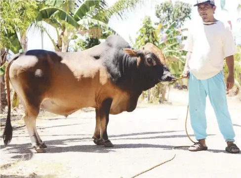  ?? ?? The Siquijor native cattle were found to have good qualities of a dairy cattle.