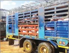  ?? SUPPLIED ?? Police detain a truck transporti­ng pigs in Svay Rieng province's Svay Teap district on May 24.