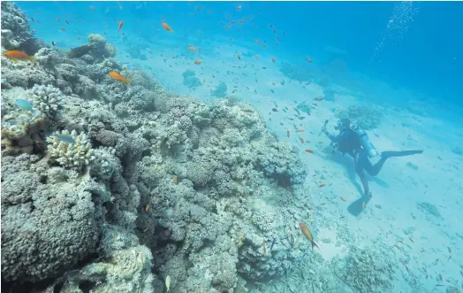  ??  ?? INTO THE BLUE: A scuba diver explores the unique global-warming resistant coral reefs in the Red Sea off the southern Israeli resort city of Eilat.