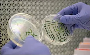  ?? AP/FEDERICA NARANCIO ?? Fred Gmitter, a geneticist at the University of Florida Citrus Research and Education Center, holds citrus seedlings that are used for gene editing research at the University of Florida in Lake Alfred, Fla., in late September.