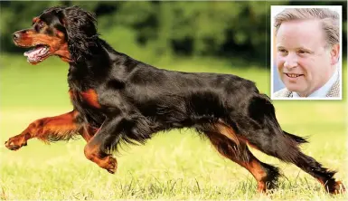  ??  ?? Pedigree: Gordon setter breed dates back to the late 1700s. Inset, Angus Gordon Lennox