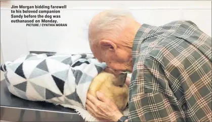  ?? PICTURE / CYNTHIA MORAN ?? Jim Morgan bidding farewell to his beloved companion Sandy before the dog was euthanased on Monday.