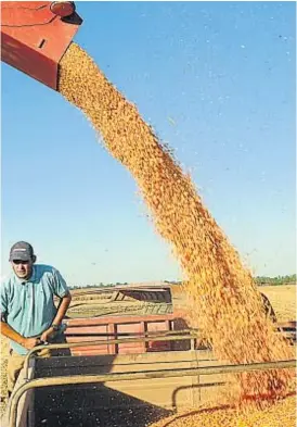  ?? (LA VOZ) ?? Achique. En la tercera semana de junio, el maíz local cotizó a 170 dólares la tonelada; hoy ese valor es de 144 dólares.