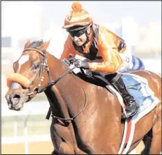  ??  ?? The Mike and Adam Azzie-trained Triple Crown winner ABASHIRI has been entered for the Sansui Summer Cup at Turffontei­n on November 25.